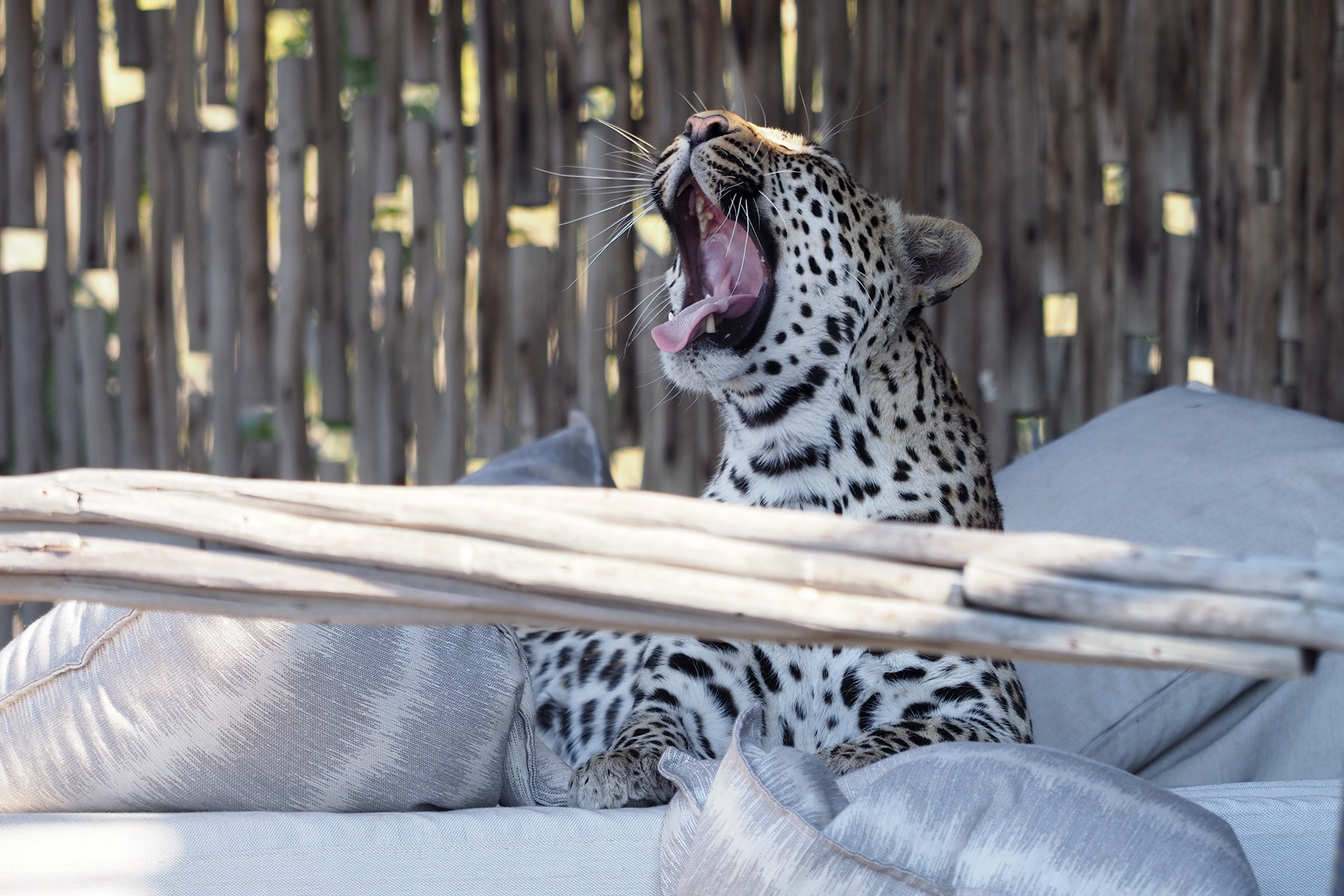 Leopard in camp at Little Mombo