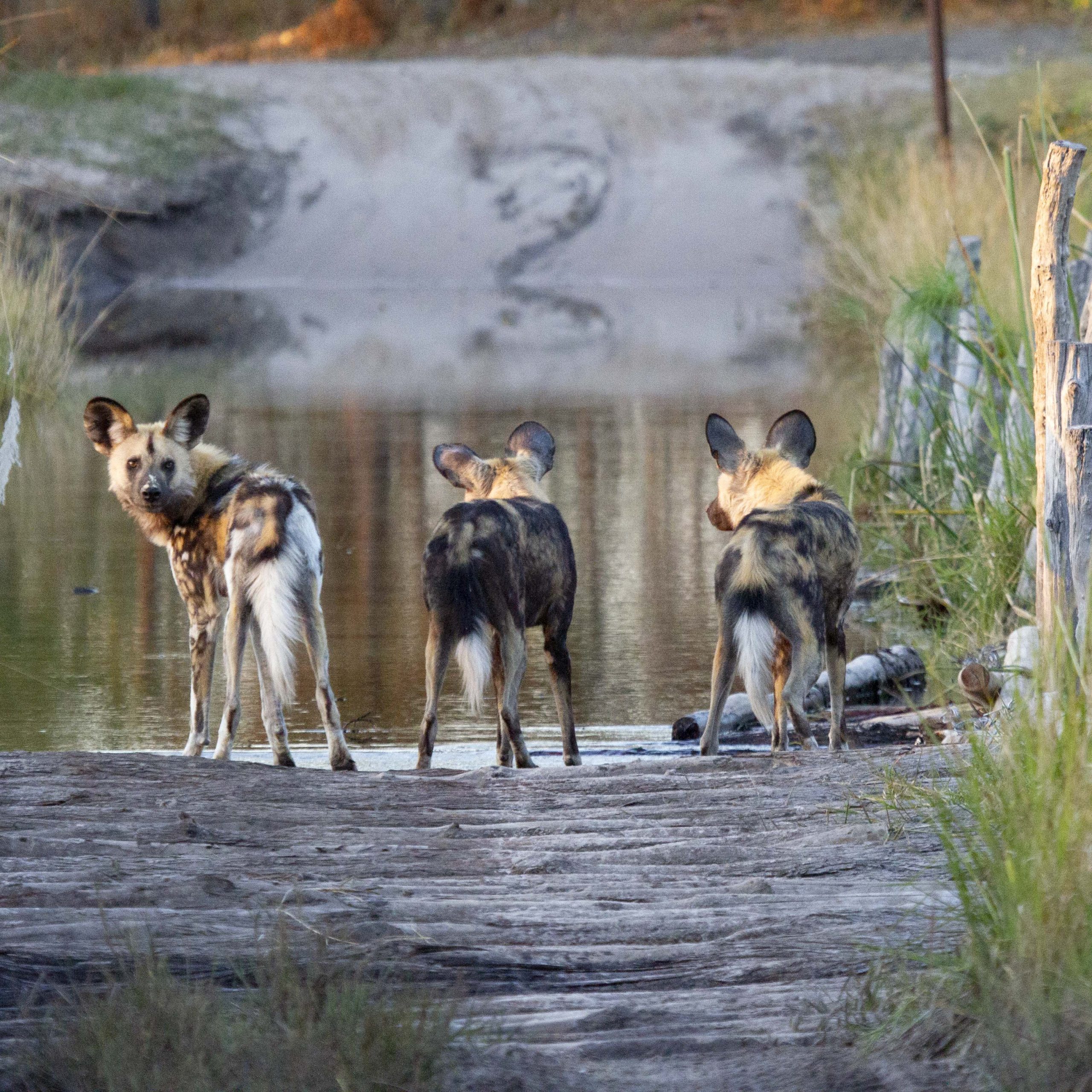 Okavango Delta 