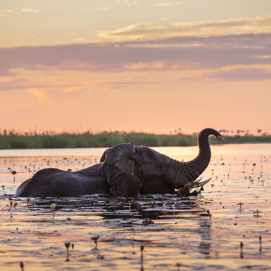 Linyanti Wildlife Reserve