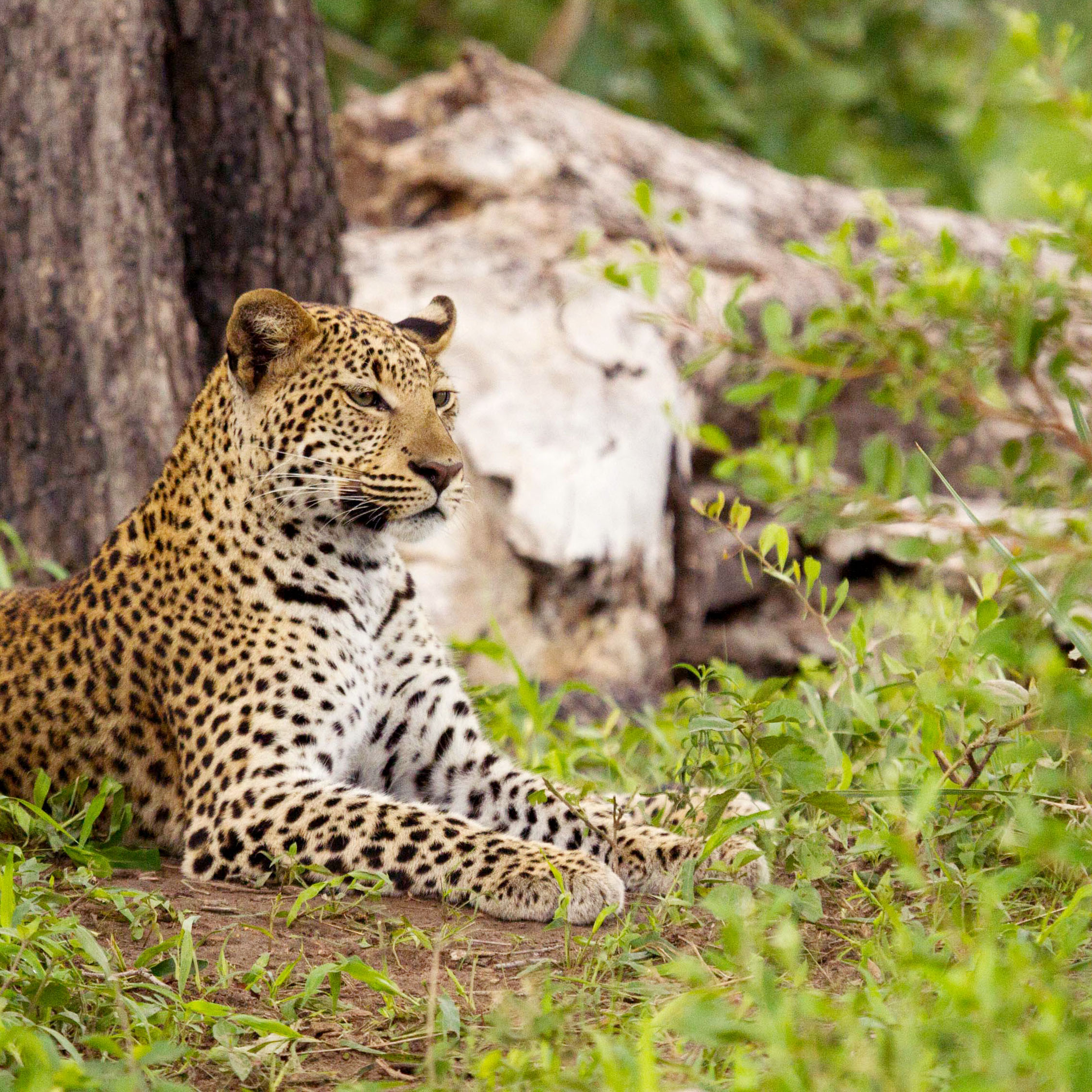 MOREMI GAME RESERVE