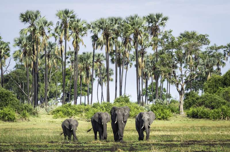 Okavango Delta, Botswana, Elephant 