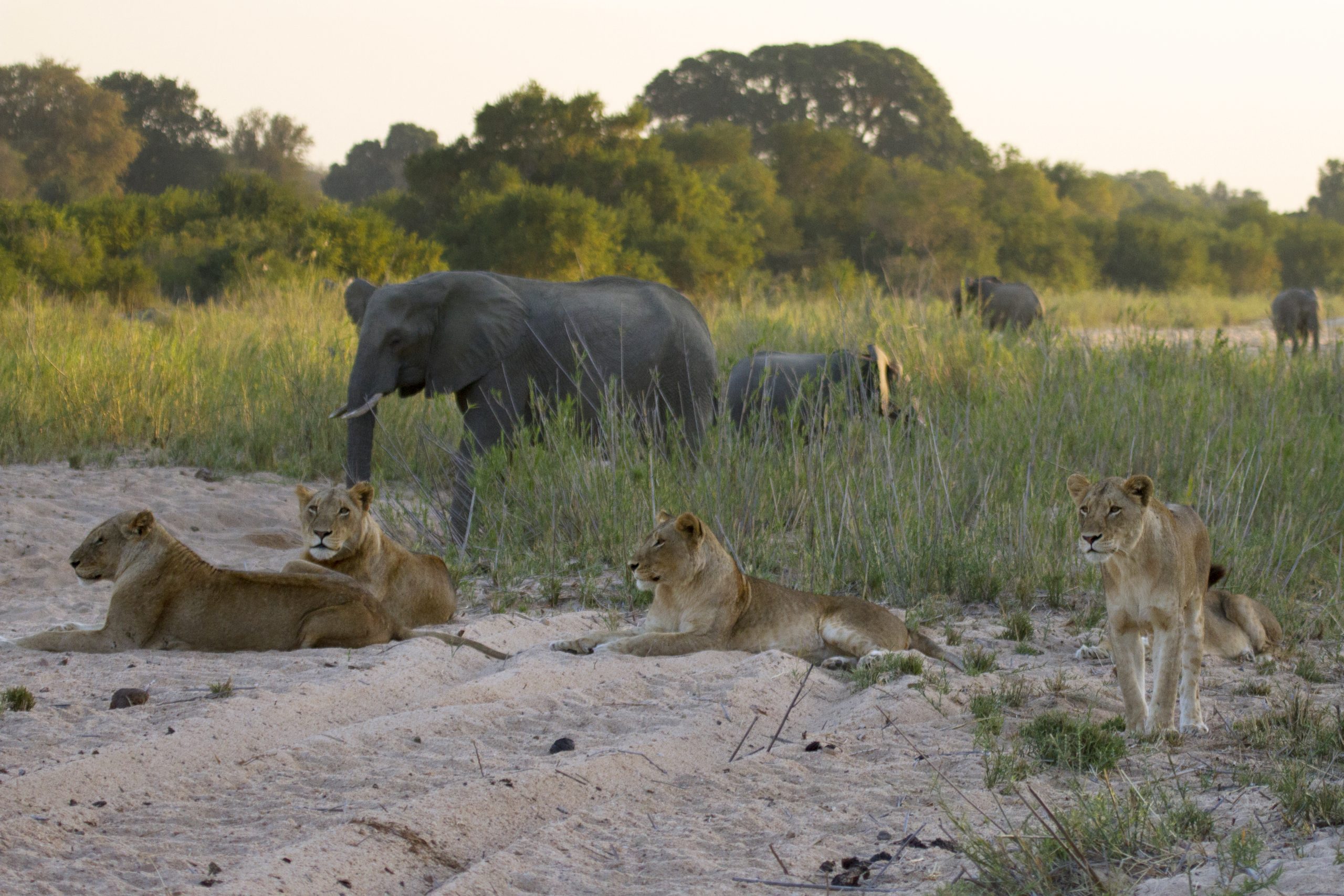 Pride of lion in the Sand, River, Sabi Sand Game Reserve, South Africa.