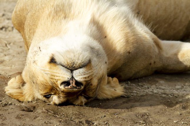 lioness_sleeping_001 lioness_sleeping_001