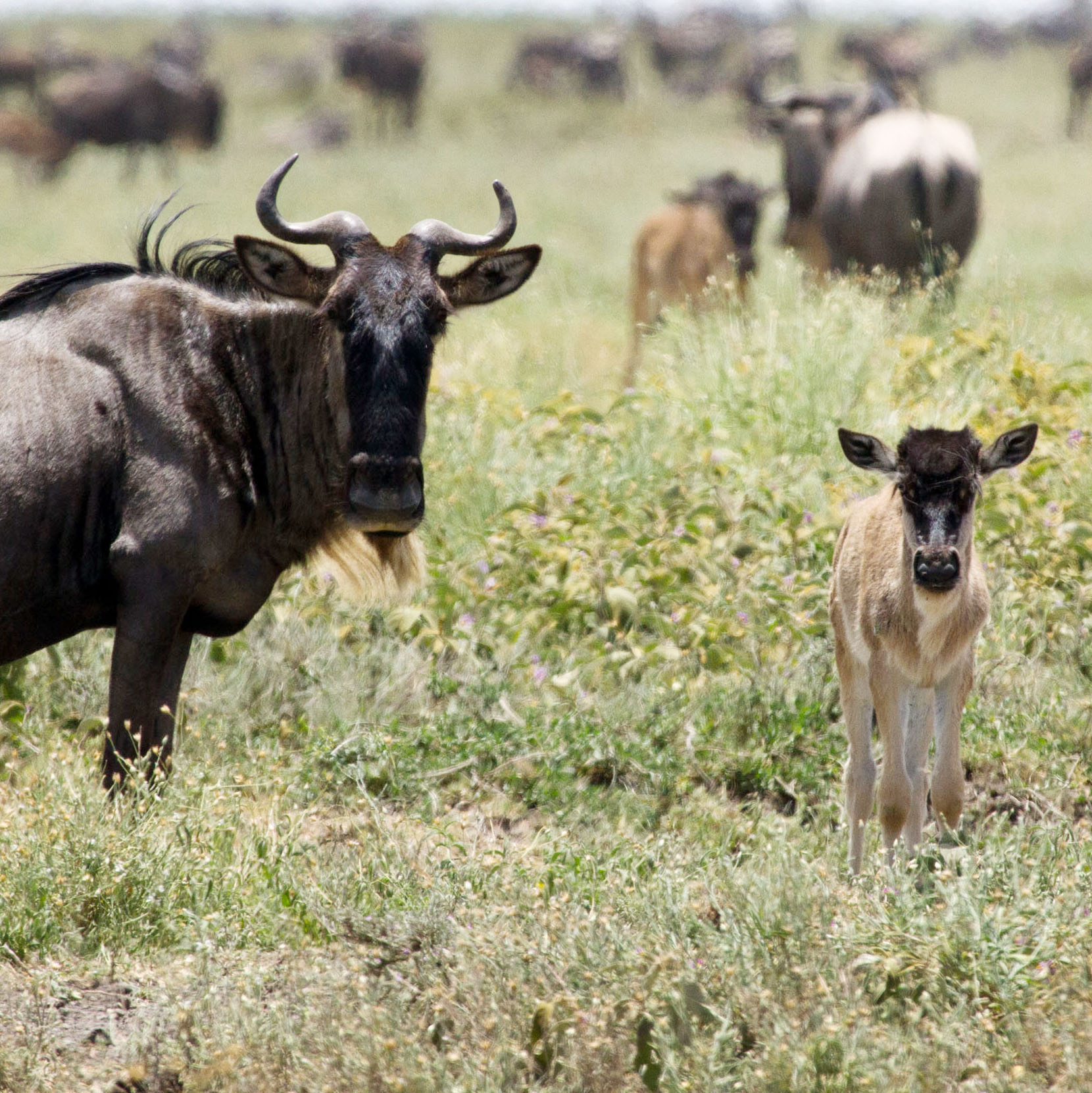 Southern Serengeti - Luxury Tented Camps 