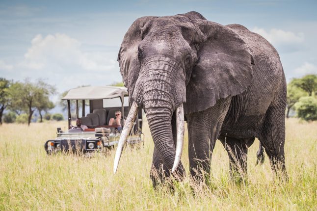 time-with-elephants