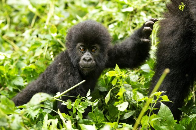 Gorilla. DRC. Sean Messham