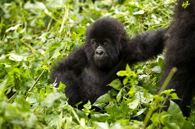 Mountain gorilla, Volcanoes National Park, Rwanda