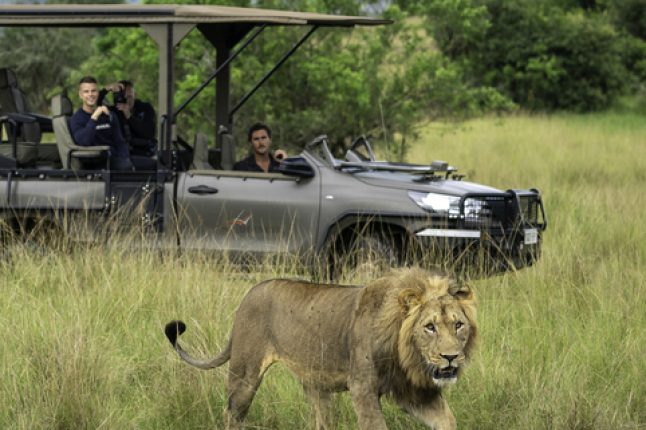 game_drive_lion_square_jpg