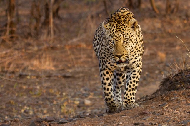 west_street_male_sm_004_lr Leopard in the Sabi Sand Game Reserve, South Africa