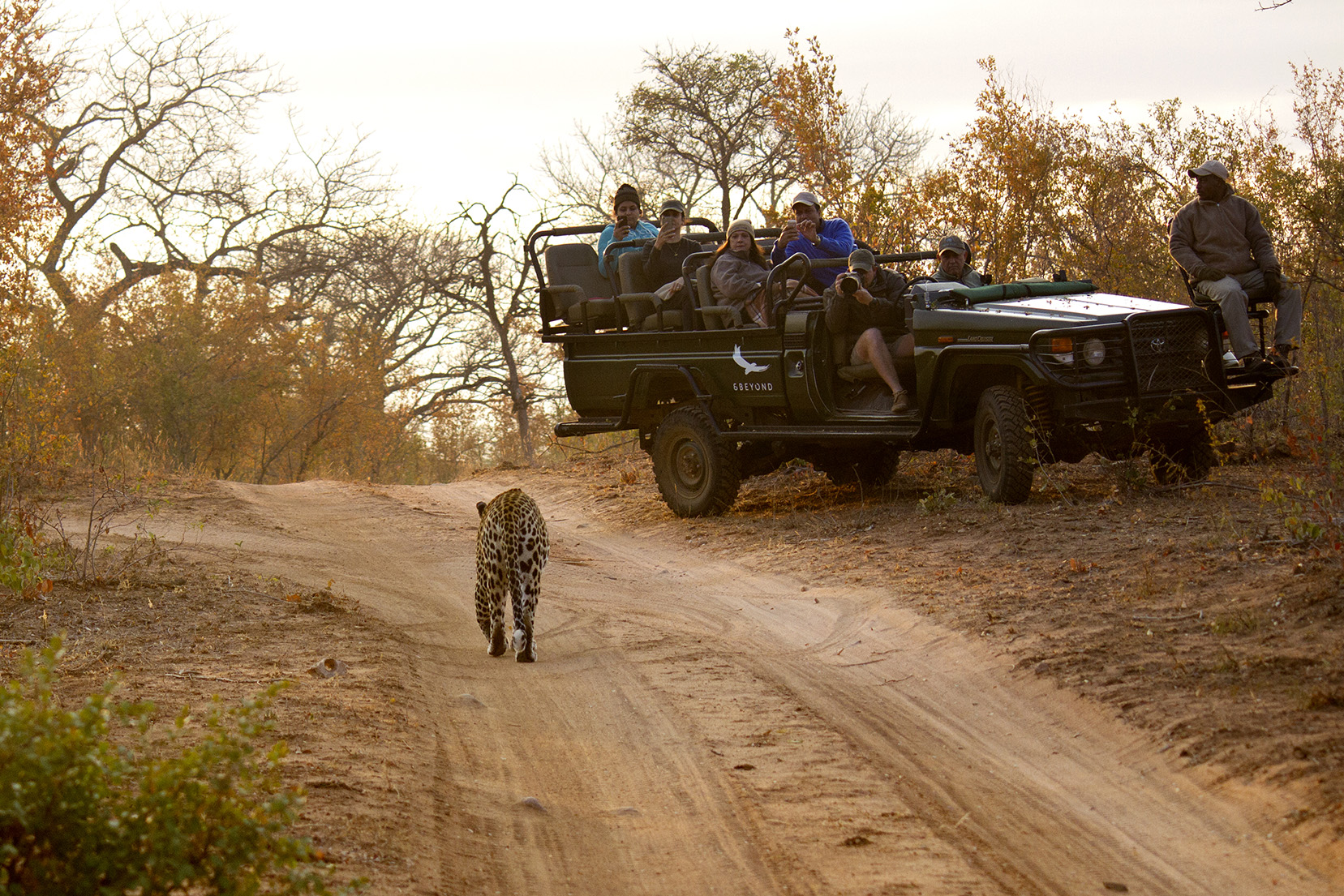 Leopard in the Sabi Sand Game Reserve, South Africa