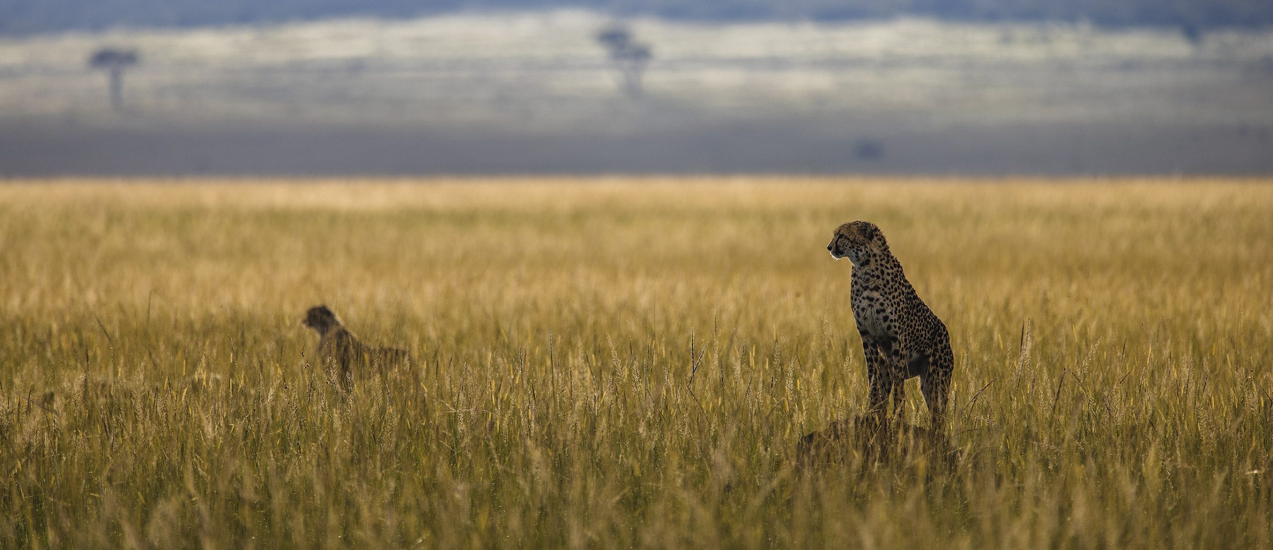 best safari lodges masai mara