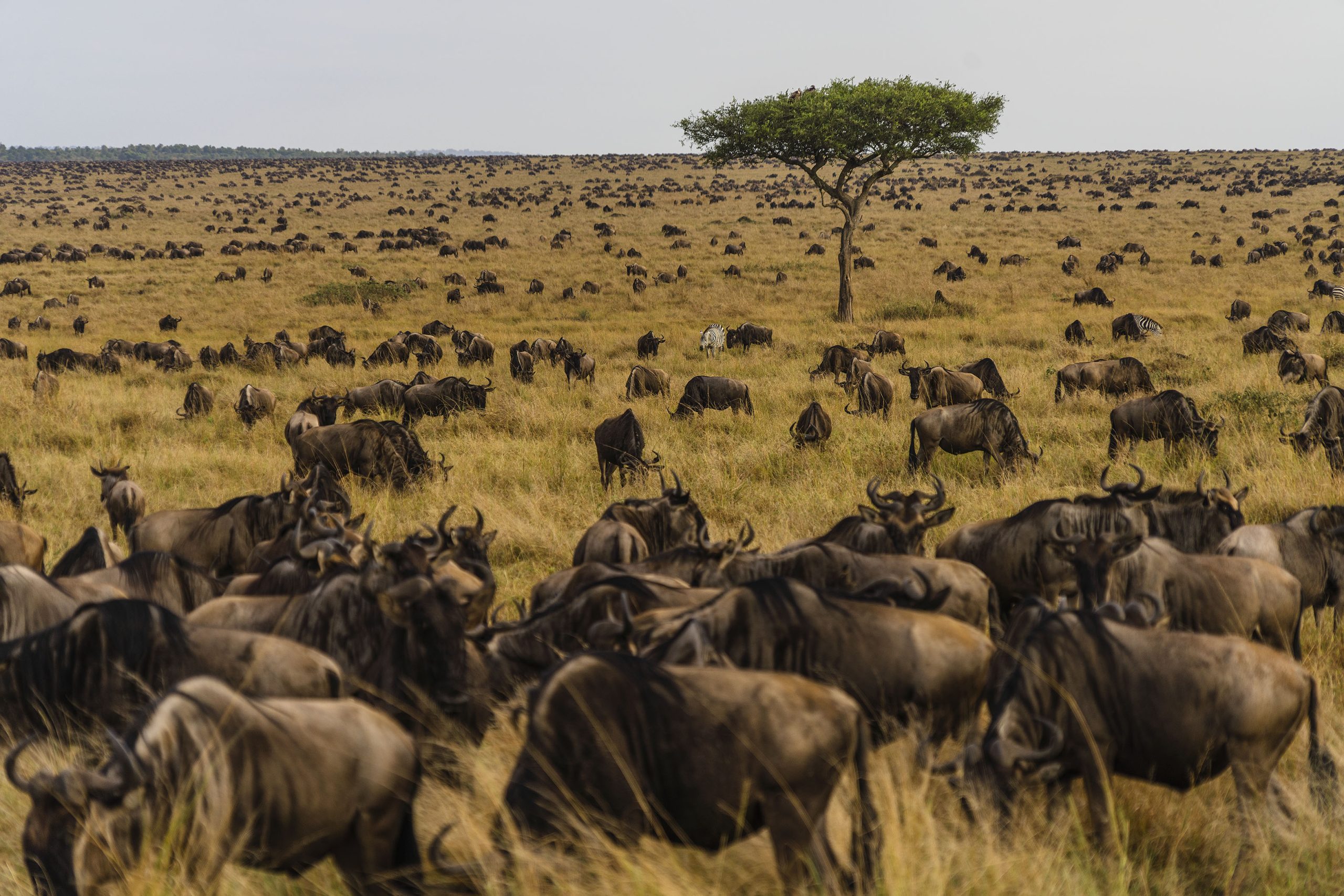 Best way to see the Great Migration, private luxury mobile safari camp – The Explorations Company