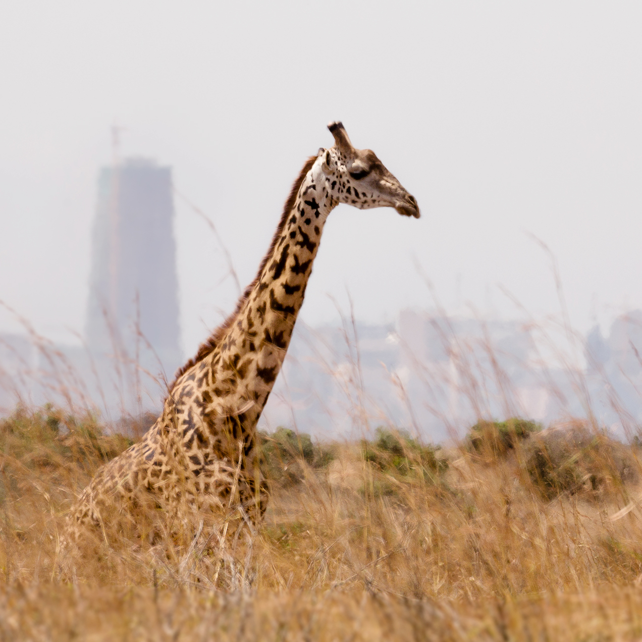 Nairobi | Ole Sereni Hotel 