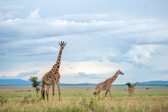 giraffe-singita-grumeti-reserve-ross-couper-3