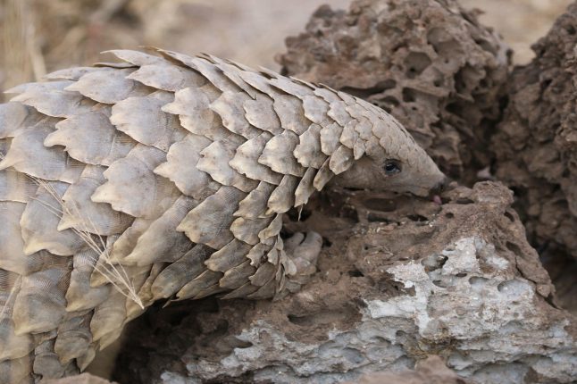 pangolin-scratching_square_
