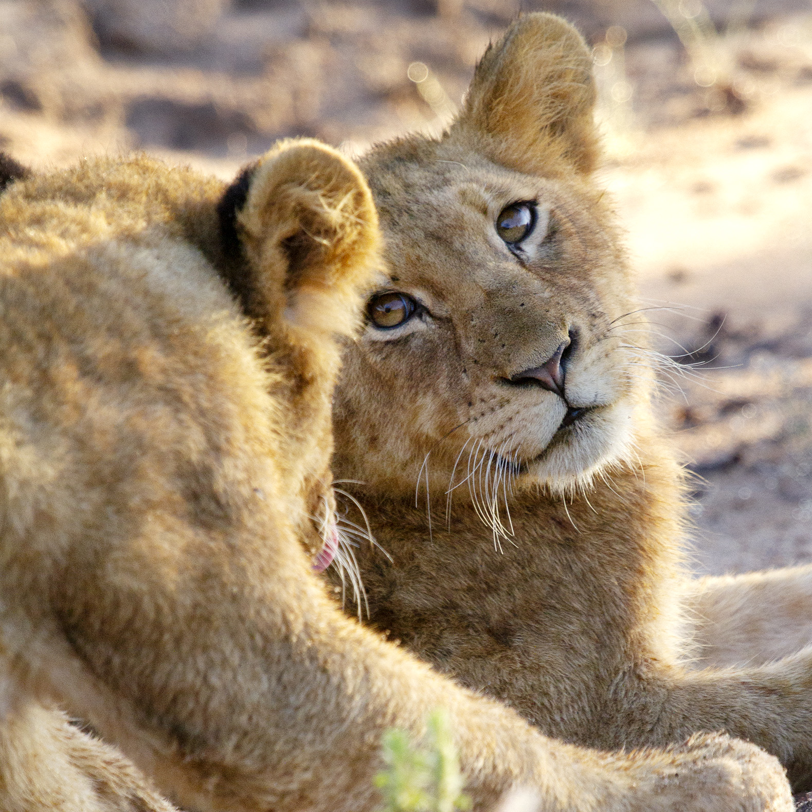 Sabi Sand Game Reserve