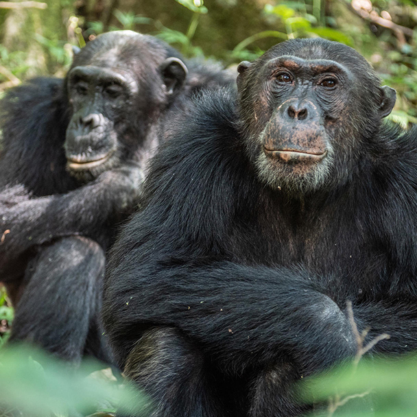 Greystoke Mahale | Chimpanzee Encounter 