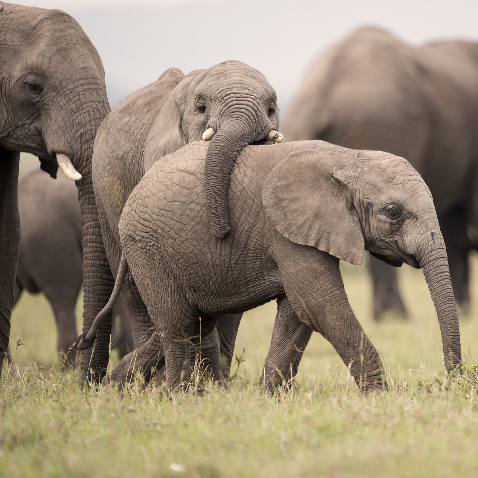 Tsavo National Park | Finch Hattons 