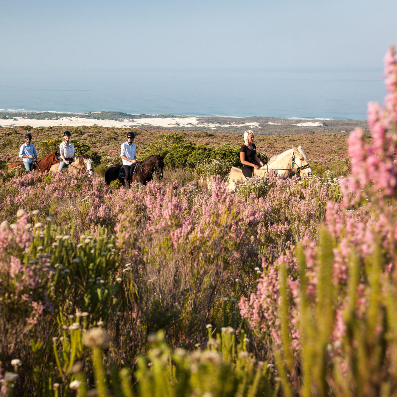 Whale Coast | Cape Floral Kingdom 