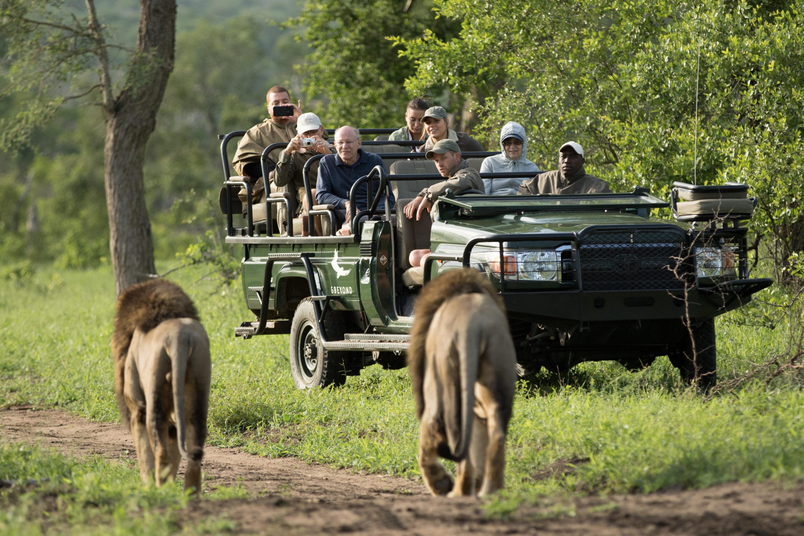 Charleston male lions walking past. Taken at Kirkman's Camp, Sabi Sand Game Reserve, South Africa.