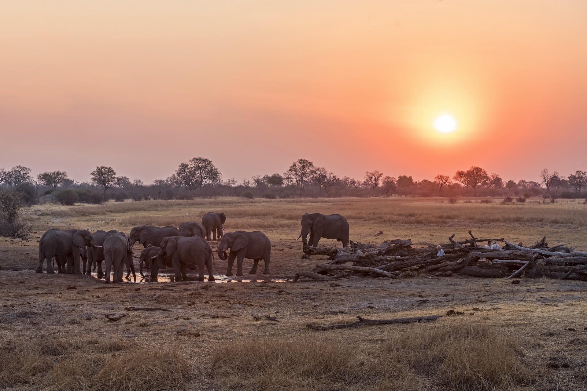 Elephants at Wilderness Savuti Camp, Botswana 