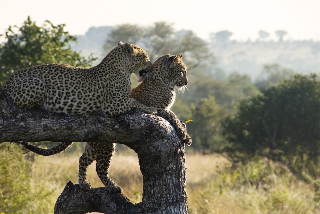 A Morning of Leopards
