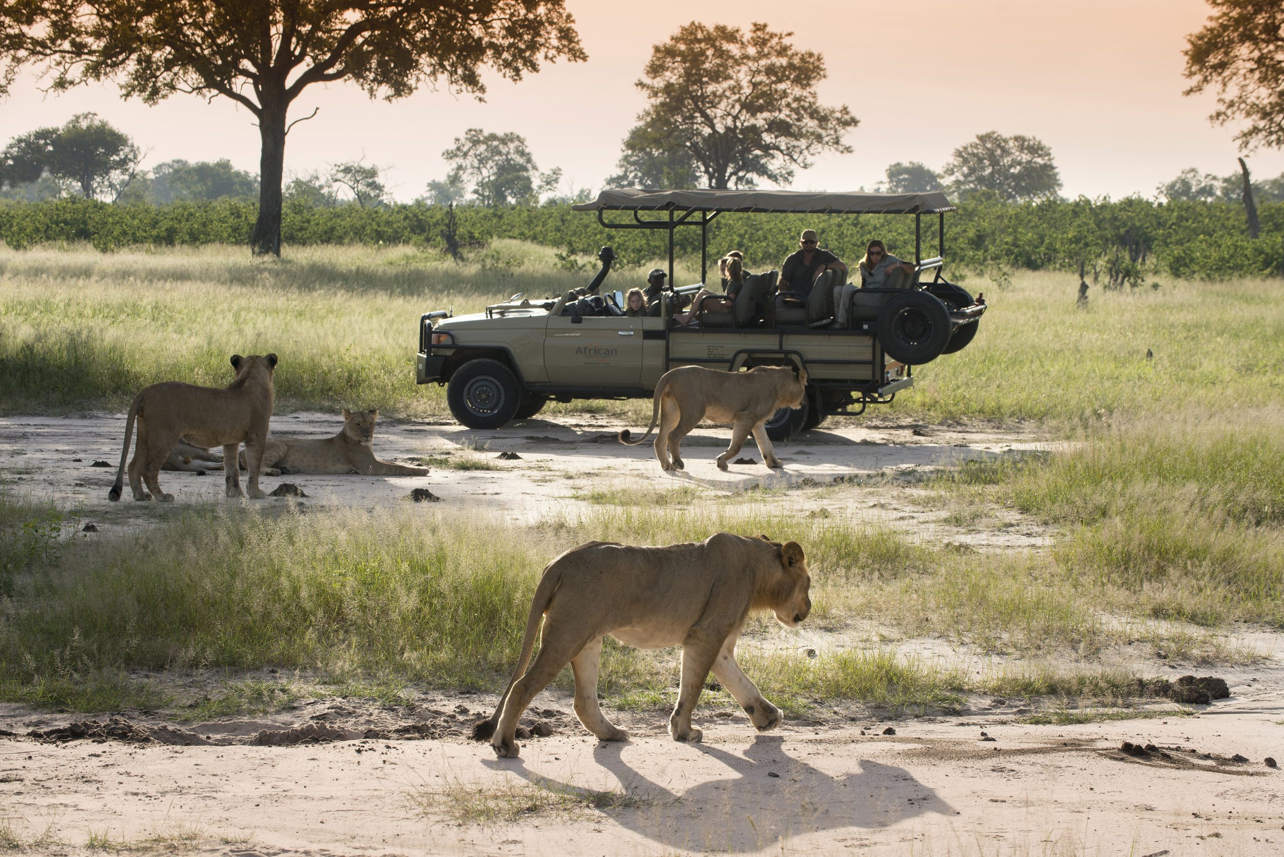 Tanzania Safari Tours – An Adventure for Every Generation!