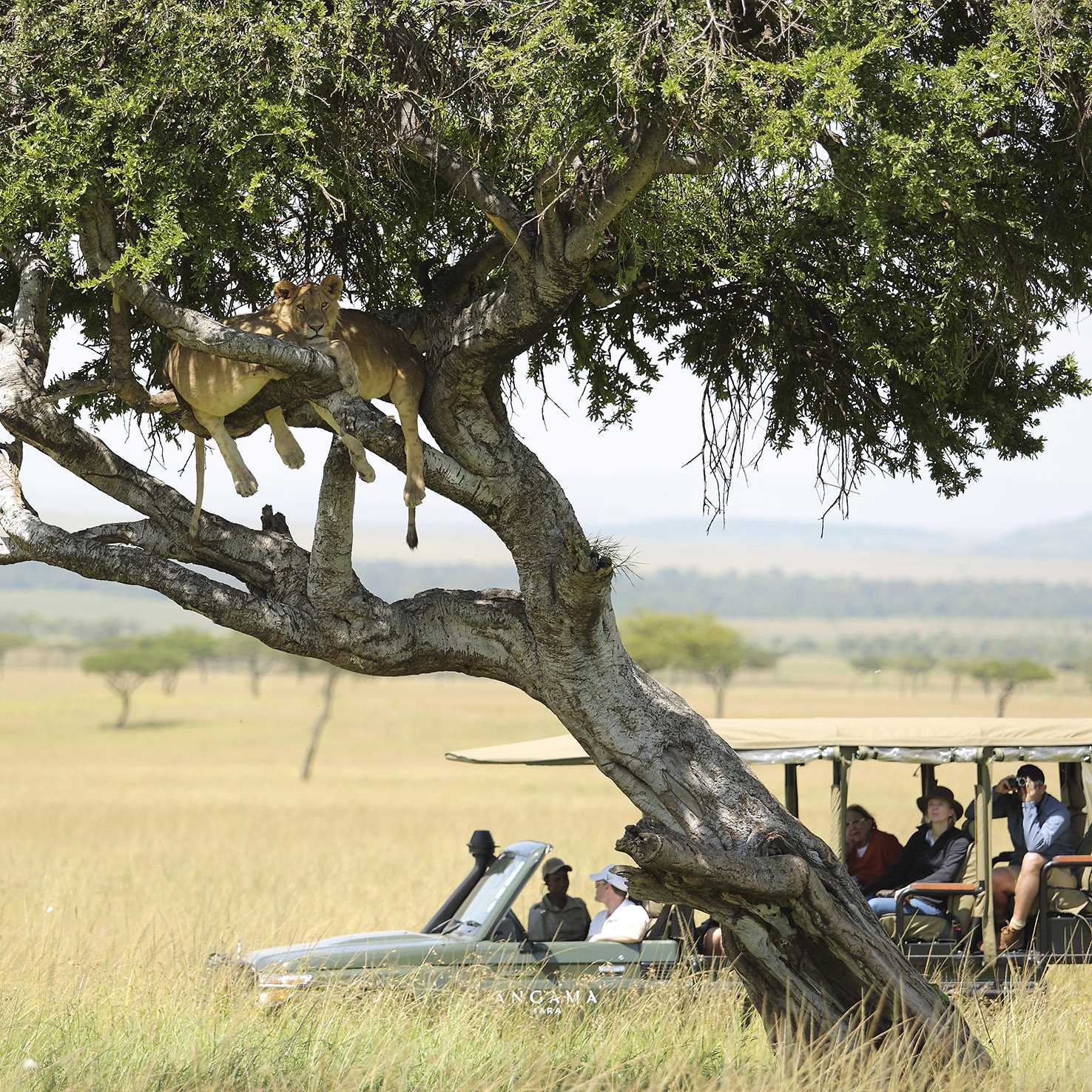 The ultimate Kenya Safari