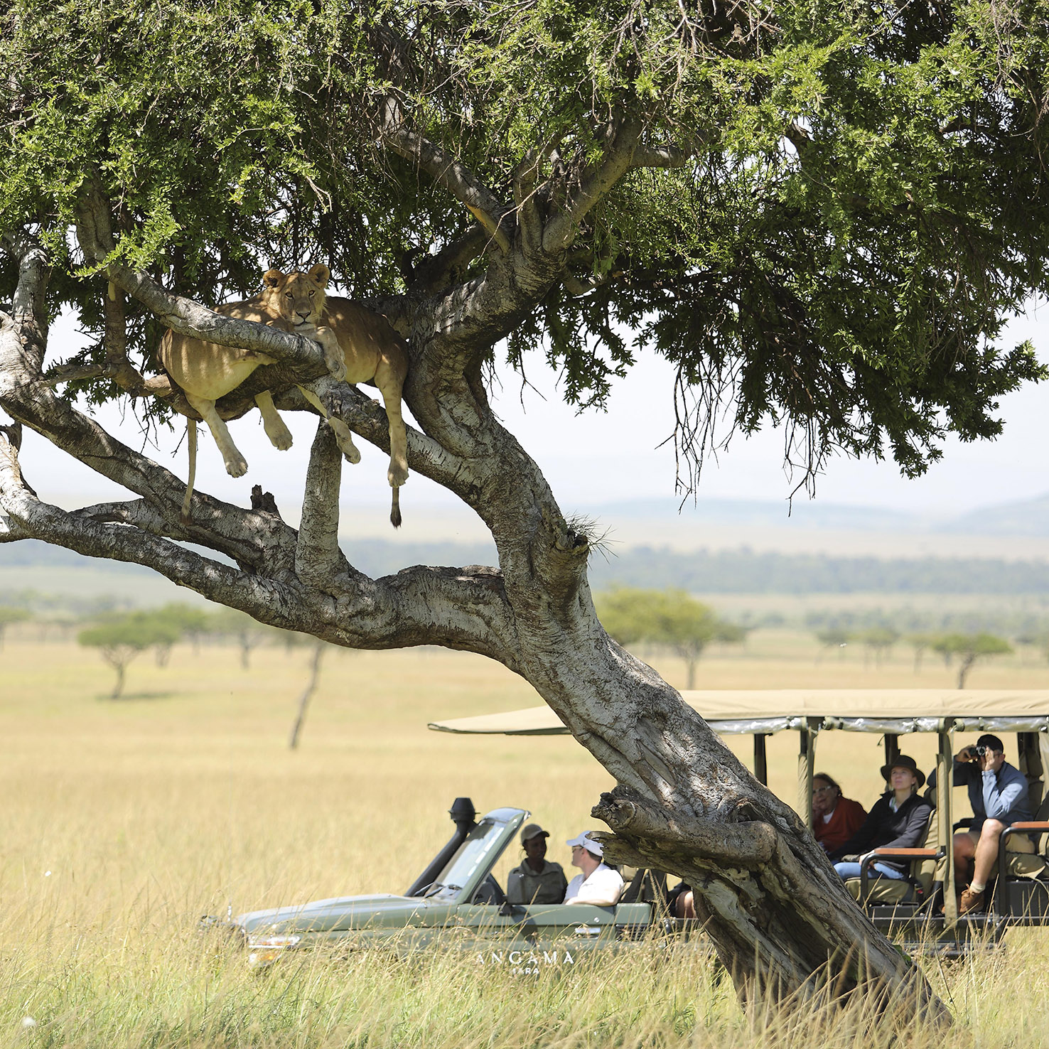 Masai Mara | Kenya 