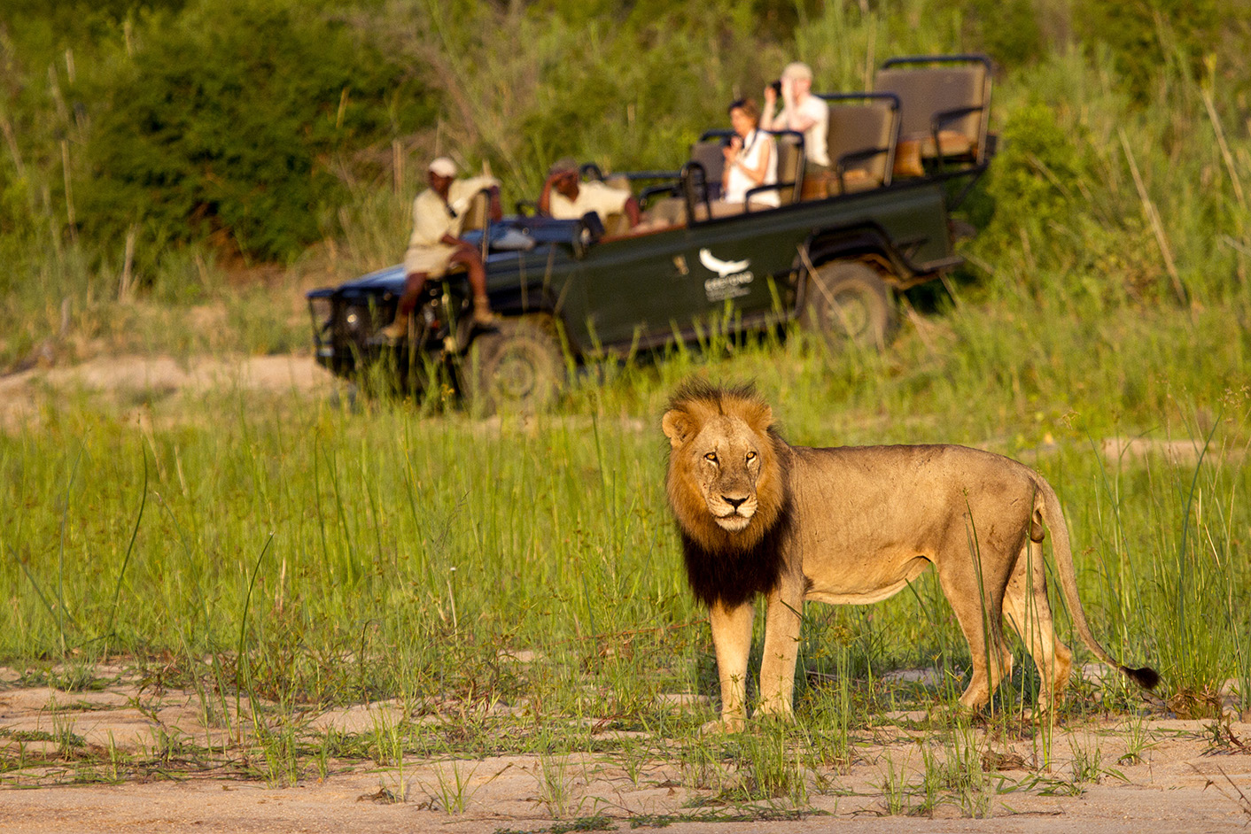 The Best Places to see Wild Lions in Africa! | Ubuntu Travel Group