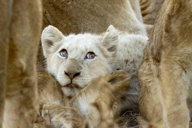 A white lion cub seen while visiting Ngala Tented Camp