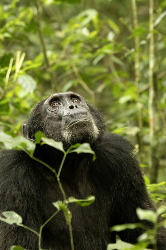 Kibale National Park, Primate Lodge, Uganda Safaris