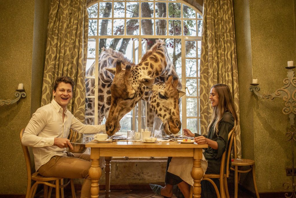 A couple eating at a table with two giraffes sticking their heads through the window at Giraffe Manor