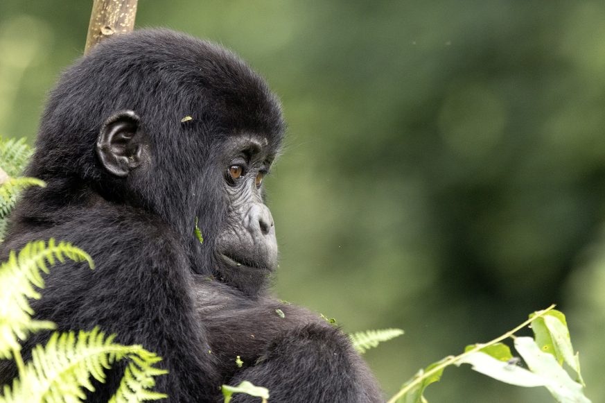 gorillas_sm_bwindi_001_lr gorillas_sm_bwindi_001_lr