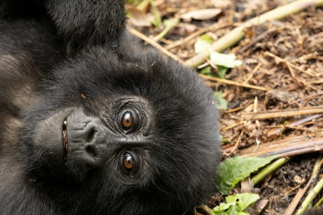 gorillas_sm_bwindi_003_lr