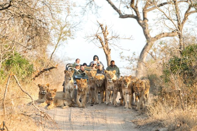 A lion pride at Royal Malewane, Timbavati, South Africa