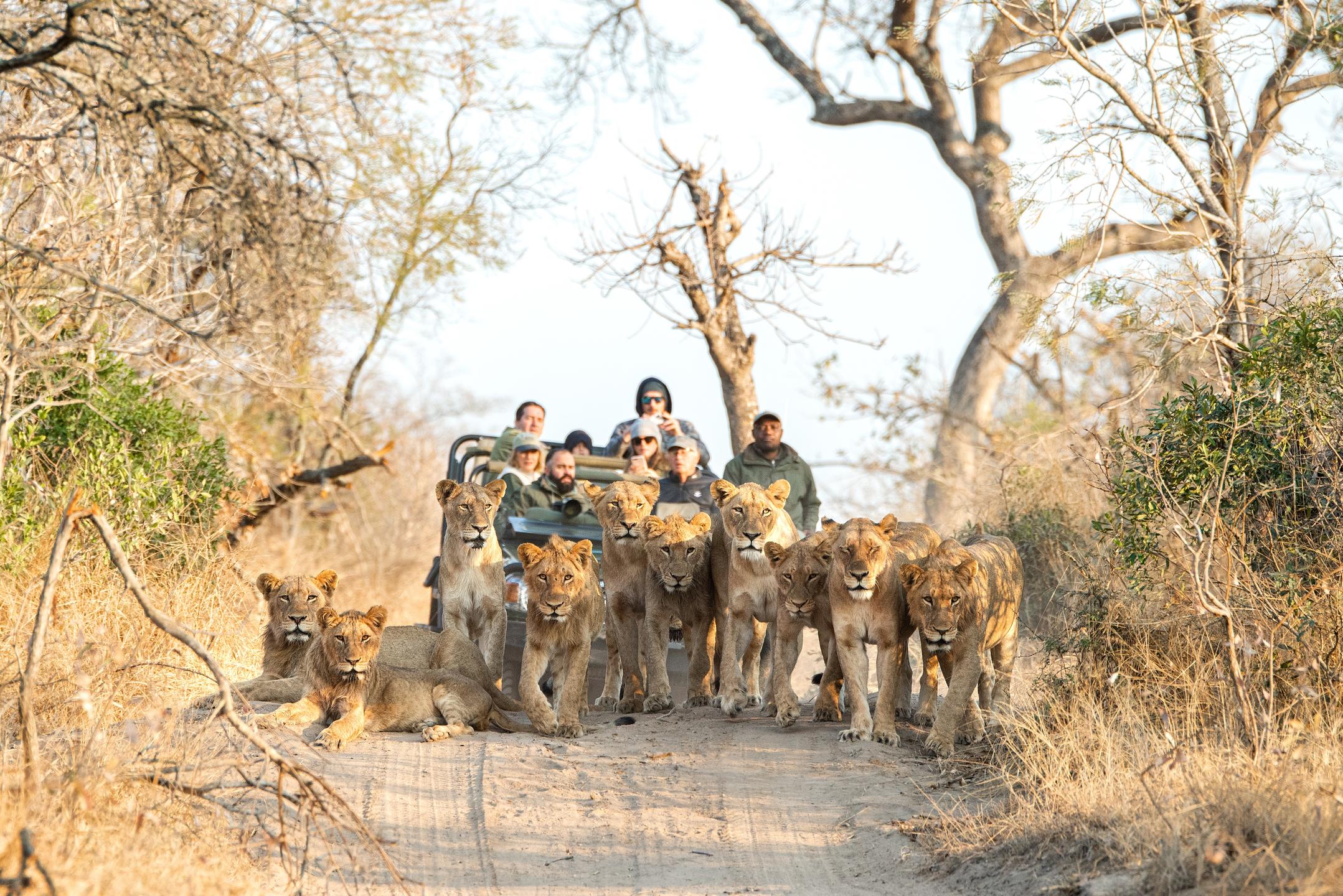 A lion pride at Royal Malewane, Timbavati, South Africa