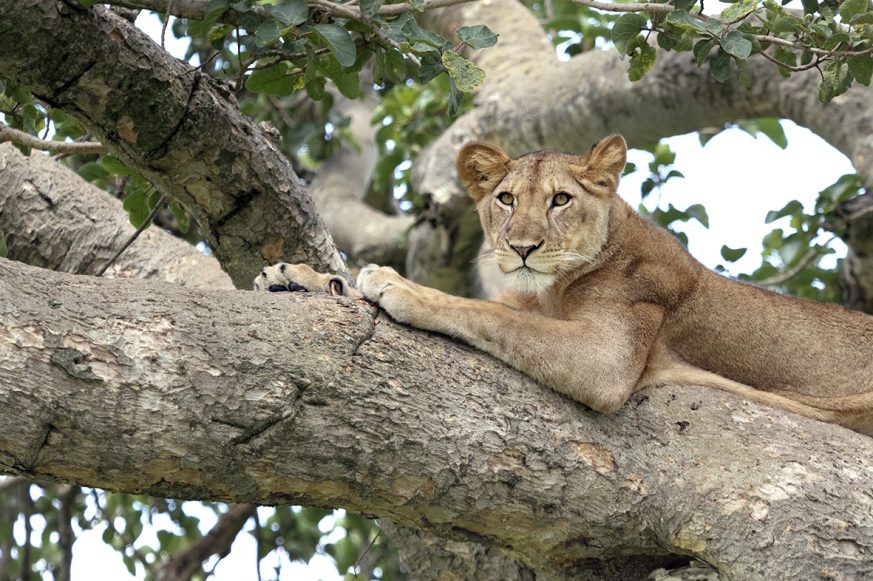 tree_climbing_lions_qe_002_lr