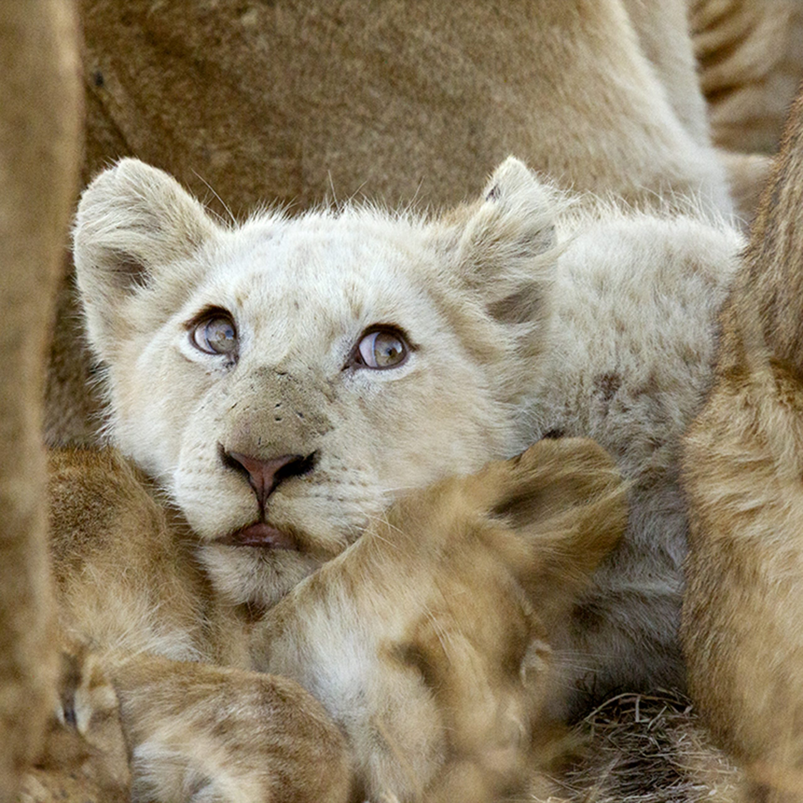 White Lions at Ngala 