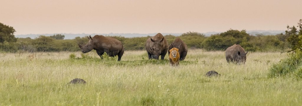 a group of rhinoceros on the plains outside the Phinda Homestead lodge