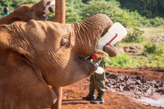 elephant_orphanage-3