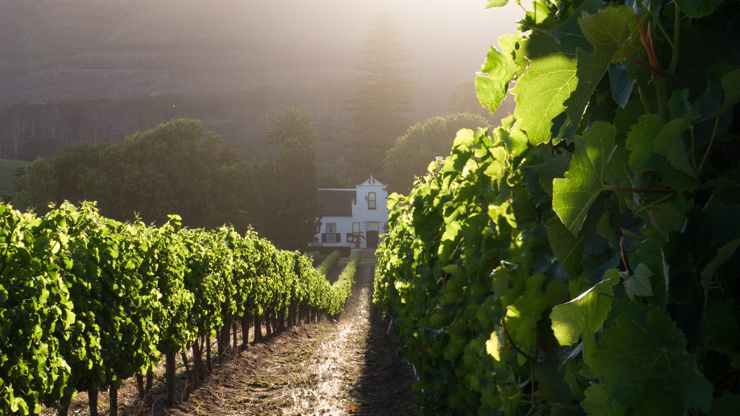 A lookback from the vineyard to the estate