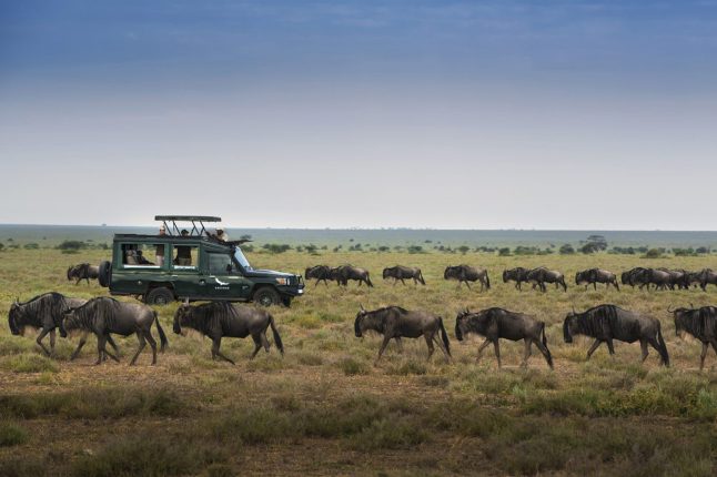 Guests enjoying the Great Wildebeest Migration at Serengeti Under Canvas, Tanzania.