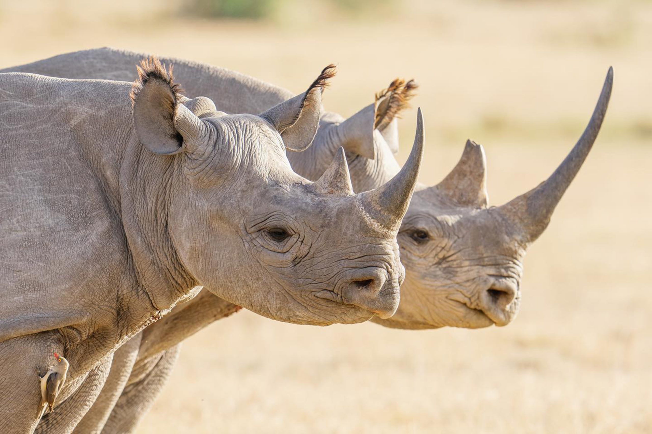 Our Top 5 Mobile Camps to Experience the Great Migration