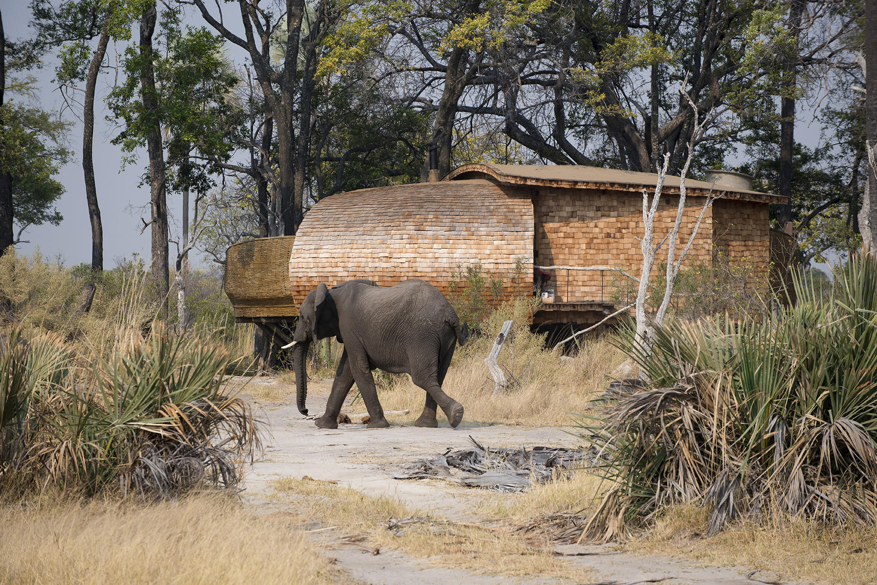 An elephant walking between the buildings outside a suite at the Sandibe resort
