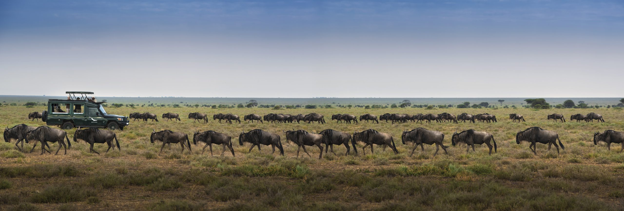 A game drive safari group passing through part of the Great Wildebeest Migration