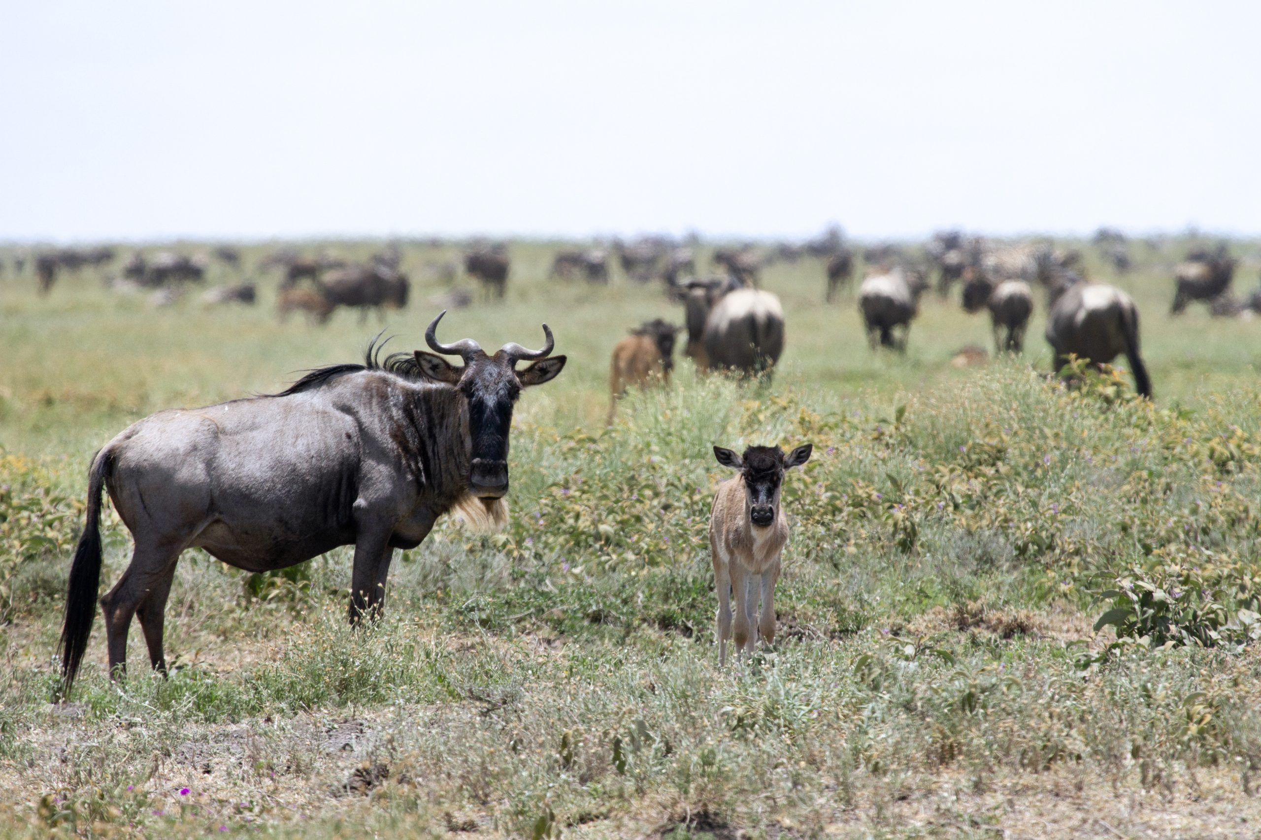 Great Wildebeest Migration. Copyright Sean Messham