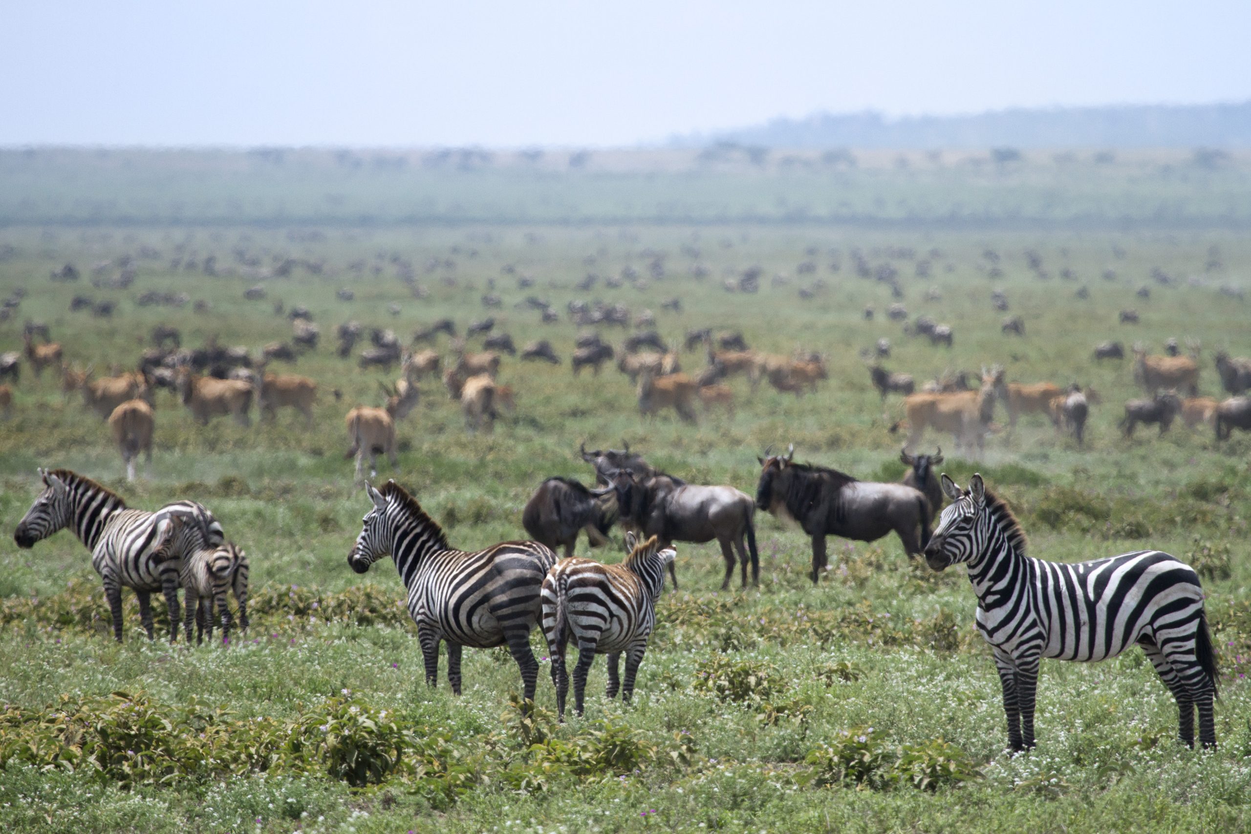 Great Wildebeest Migration. Copyright Sean Messham