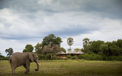 Elephant bull grazing outside Wilderness Mombo Camp, Okavango Delta, Botswana