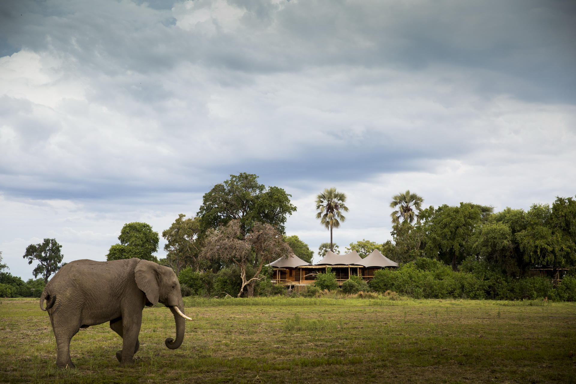 Elephant bull grazing outside Wilderness Mombo Camp, Okavango Delta, Botswana